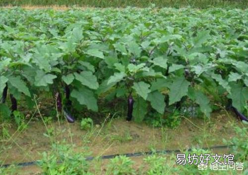 茄子个头长不大,要怎样护理才能改变这种局面?