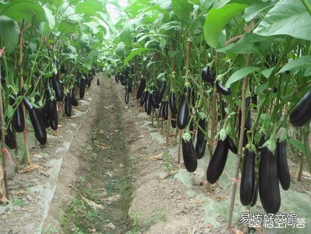 茄子个头长不大,要怎样护理才能改变这种局面?