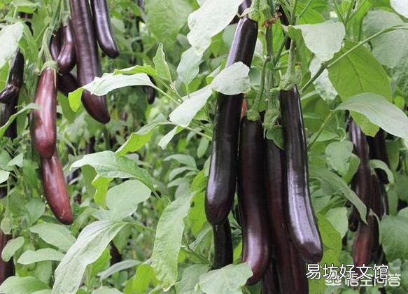 茄子个头长不大,要怎样护理才能改变这种局面?