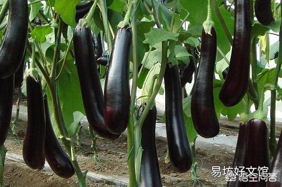 茄子个头长不大,要怎样护理才能改变这种局面?