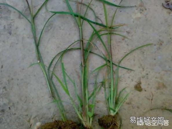 玉米地里长了很多的香附子，用什么除草剂防治香附子好呢？