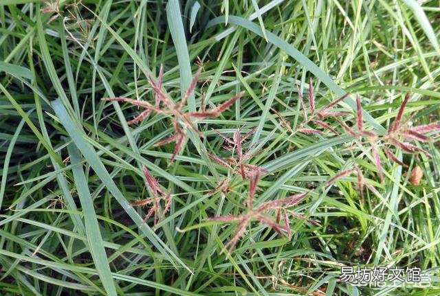 玉米地里长了很多的香附子，用什么除草剂防治香附子好呢？