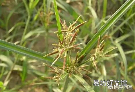 玉米地里长了很多的香附子，用什么除草剂防治香附子好呢？
