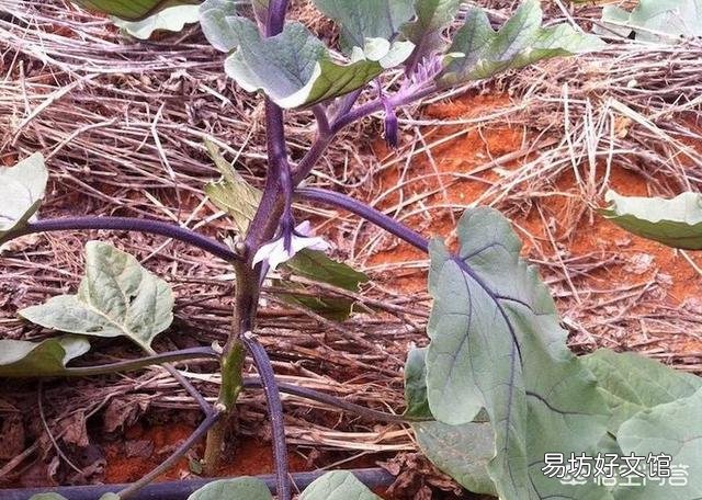 种植茄子不摘门茄会不会影响茄子产量?