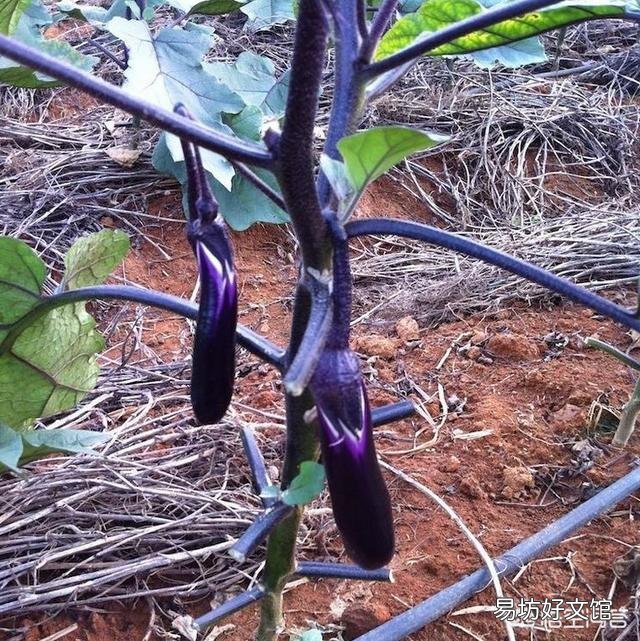 种植茄子不摘门茄会不会影响茄子产量?