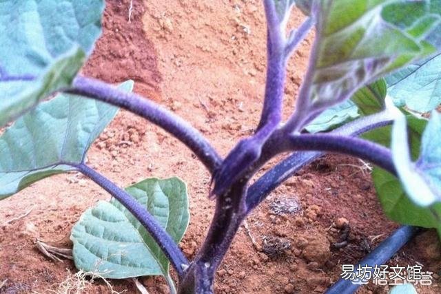 种植茄子不摘门茄会不会影响茄子产量?