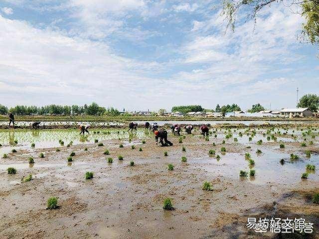 夏至就到了,农村俗语“夏至五月中,多雨又多风”什么意思?