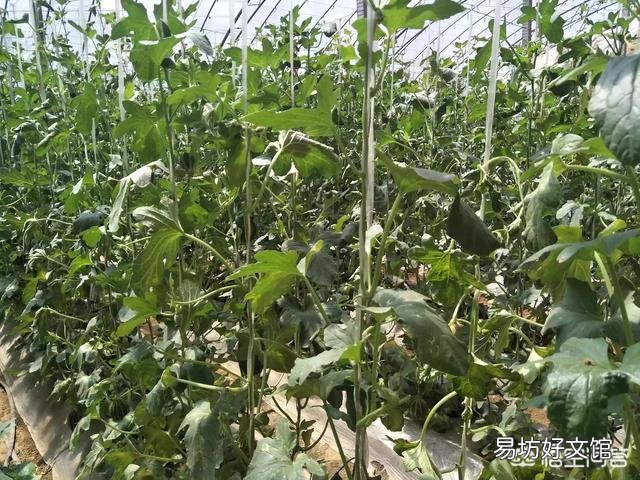 夏至就到了,农村俗语“夏至五月中,多雨又多风”什么意思?