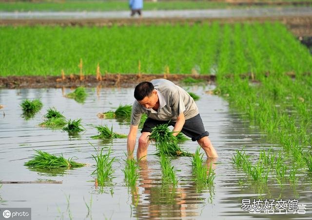 夏至就到了,农村俗语“夏至五月中,多雨又多风”什么意思?