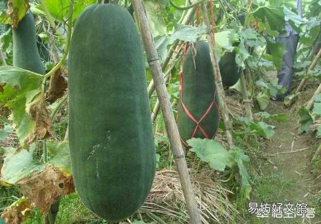 菜园子种植的冬瓜坐瓜期到了,可是坐瓜率低怎么办?冬瓜坐瓜期如何管理?