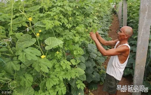 苦瓜就要开花了，在夏季如何给苦瓜施肥更高产呢？