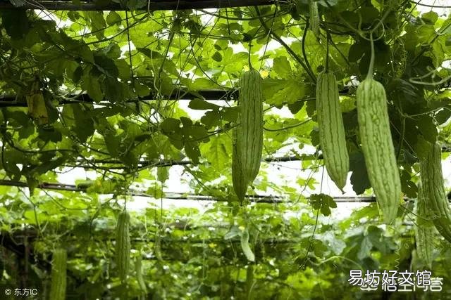 苦瓜就要开花了，在夏季如何给苦瓜施肥更高产呢？