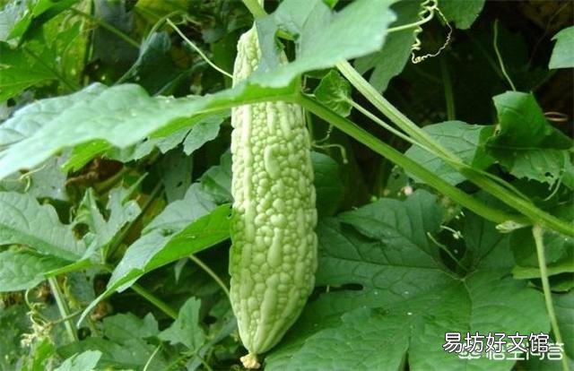 苦瓜就要开花了，在夏季如何给苦瓜施肥更高产呢？