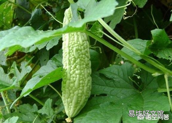 苦瓜就要开花了，在夏季如何给苦瓜施肥更高产呢？