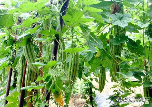 苦瓜就要开花了，在夏季如何给苦瓜施肥更高产呢？