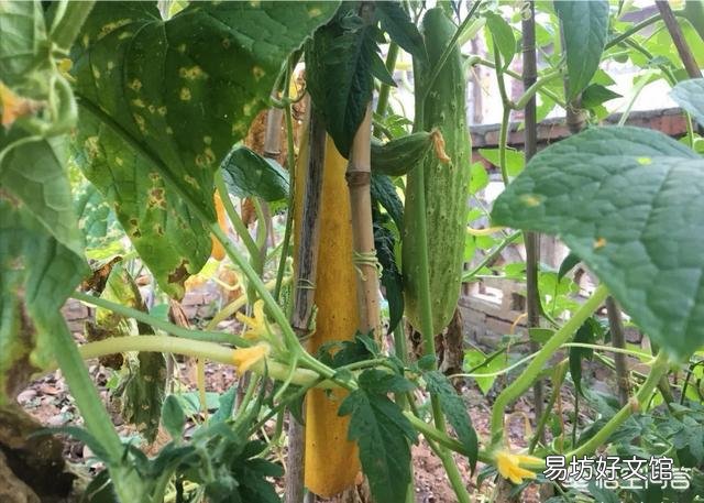 农村自家种植的黄瓜老了,还能吃吗?老黄瓜怎么做好吃?