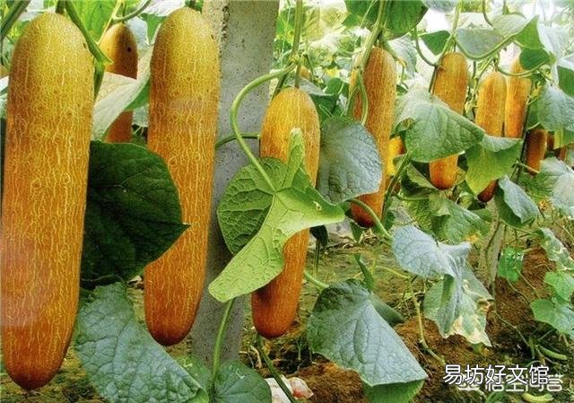 农村自家种植的黄瓜老了,还能吃吗?老黄瓜怎么做好吃?