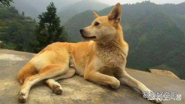 农村的土狗有时看到陌生人，会大声狂叫并害怕似得跑开，这是咋回事？有人遇到过吗？