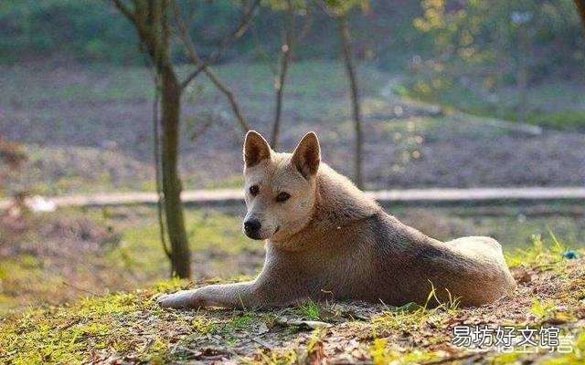 农村的土狗有时看到陌生人，会大声狂叫并害怕似得跑开，这是咋回事？有人遇到过吗？