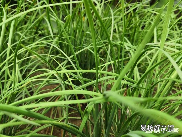 韭菜多少天割一茬比较好?