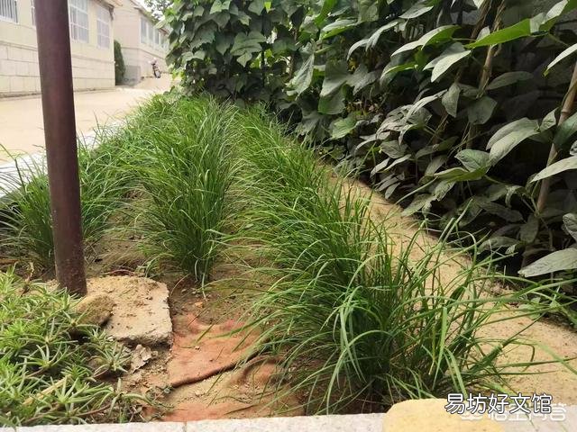 韭菜多少天割一茬比较好?