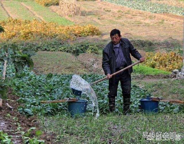 韭菜多少天割一茬比较好?