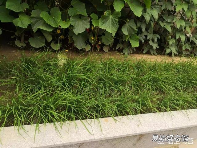 韭菜多少天割一茬比较好?