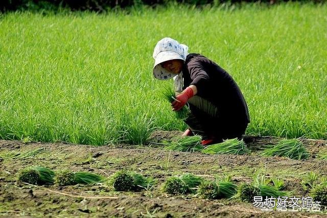 韭菜多少天割一茬比较好?