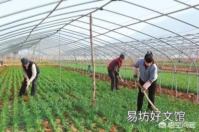 韭菜多少天割一茬比较好?