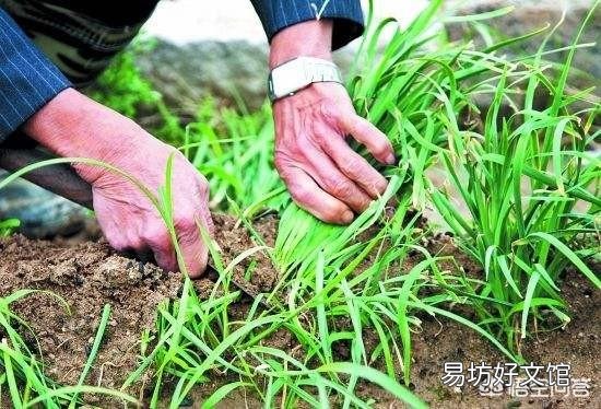韭菜多少天割一茬比较好?