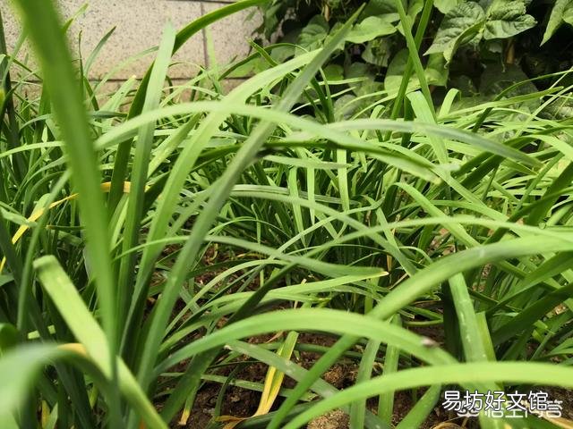 韭菜多少天割一茬比较好?