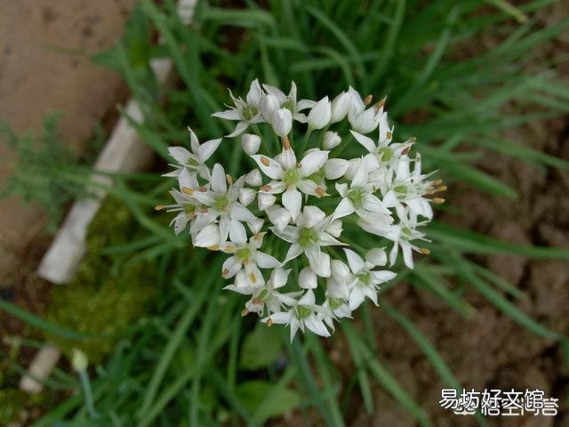 韭菜多少天割一茬比较好?