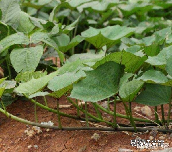 红薯苗扦插,具体剪多长最好,需要注意什么问题?