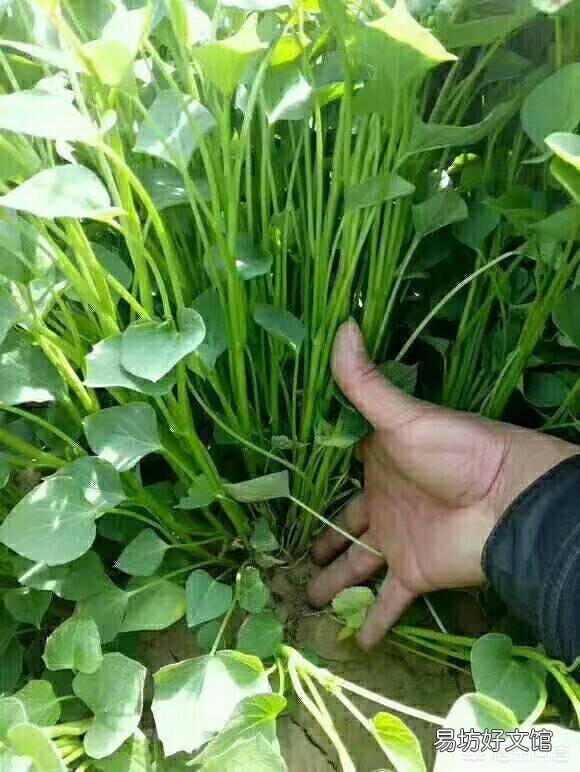 红薯苗扦插,具体剪多长最好,需要注意什么问题?