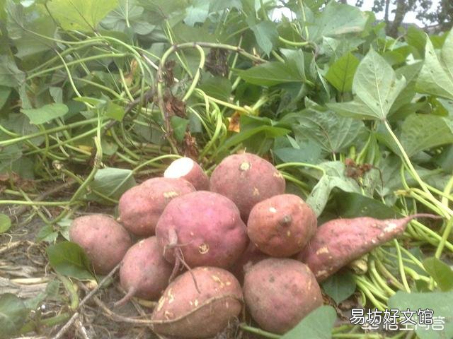 红薯苗扦插,具体剪多长最好,需要注意什么问题?