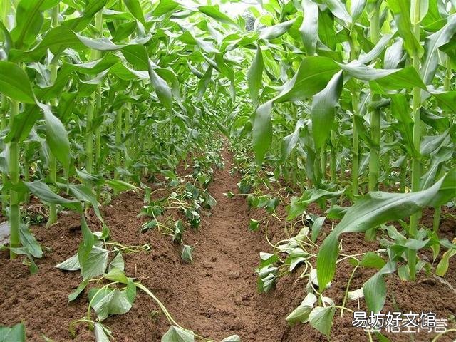 红薯苗扦插,具体剪多长最好,需要注意什么问题?