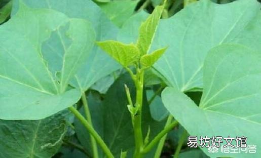 红薯苗扦插,具体剪多长最好,需要注意什么问题?