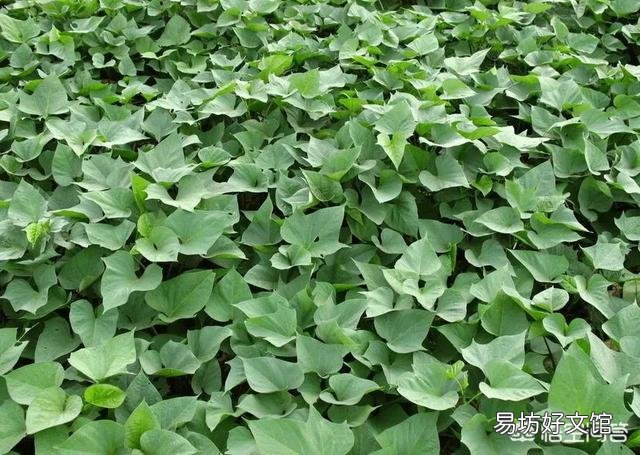 红薯苗扦插,具体剪多长最好,需要注意什么问题?