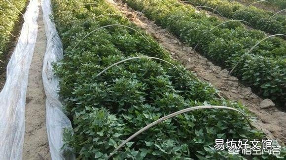 红薯苗扦插,具体剪多长最好,需要注意什么问题?