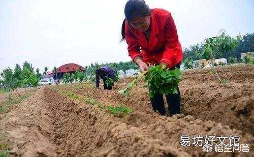 红薯苗扦插,具体剪多长最好,需要注意什么问题?