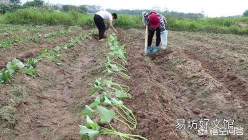 红薯苗扦插,具体剪多长最好,需要注意什么问题?