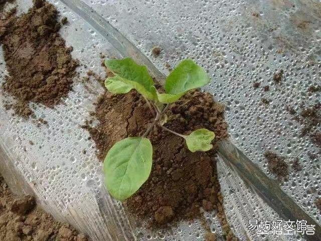 农谚中说的“茄子没脖、黄瓜露坨”是什么意思？