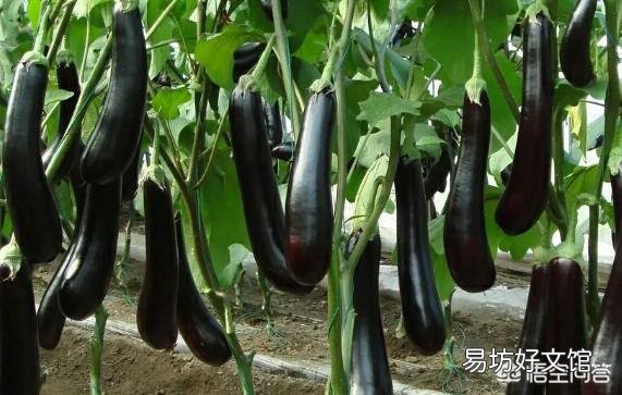 农谚中说的“茄子没脖、黄瓜露坨”是什么意思？
