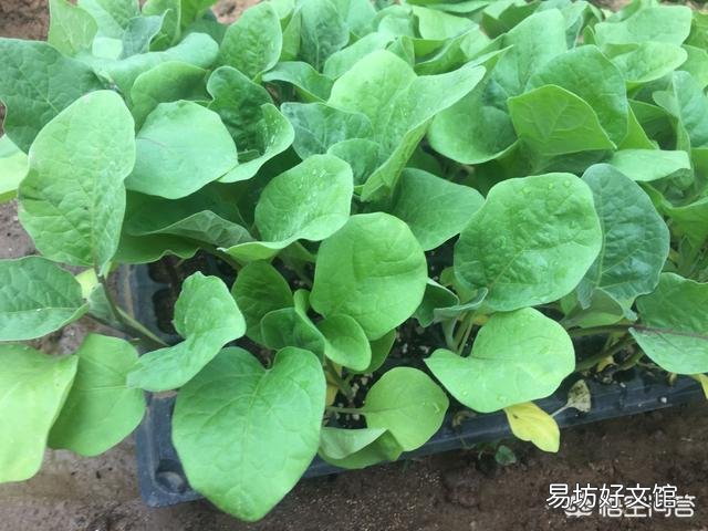 农谚中说的“茄子没脖、黄瓜露坨”是什么意思？