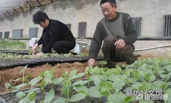 农谚中说的“茄子没脖、黄瓜露坨”是什么意思？