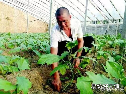 农谚中说的“茄子没脖、黄瓜露坨”是什么意思？