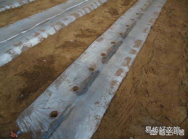 农谚中说的“茄子没脖、黄瓜露坨”是什么意思？