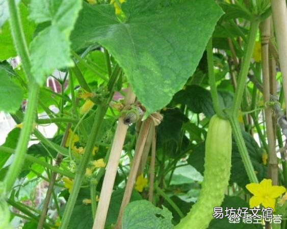 农谚中说的“茄子没脖、黄瓜露坨”是什么意思？