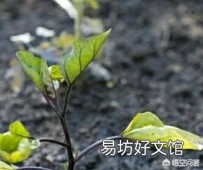 农谚中说的“茄子没脖、黄瓜露坨”是什么意思？
