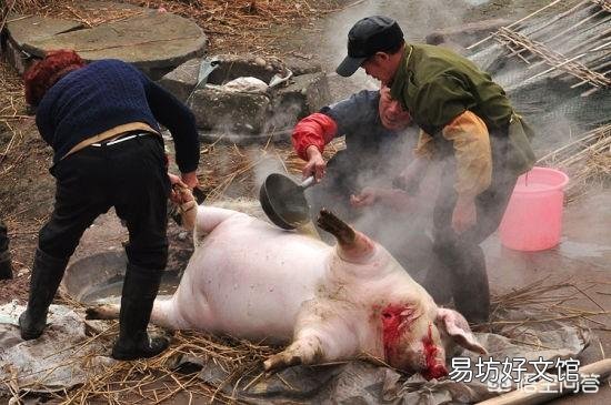 在农村人们杀猪为何总会保留猪苦胆?猪苦胆有什么用?
